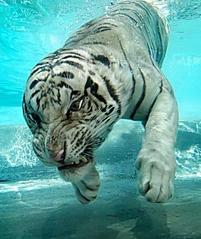 [tiger+underwater+5.jpg]