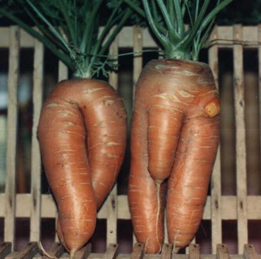 [Carrots+nude.jpg]