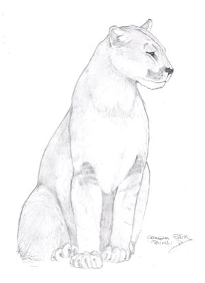 [cougar]
