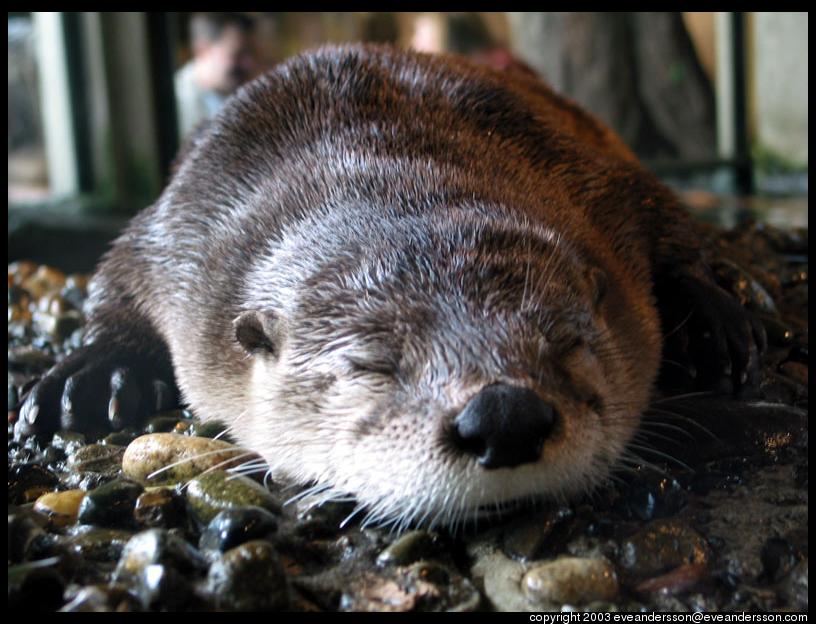 [aquarium-otter-sleeping-large.jpg]
