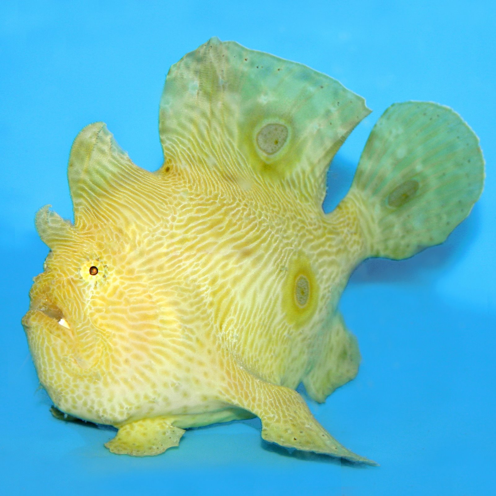 [frogfish_ocellated.JPG]