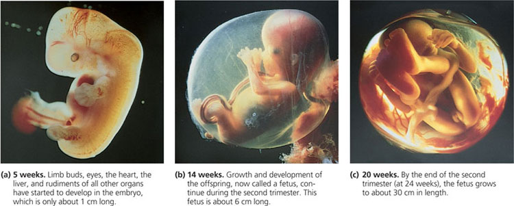 [c7.46.17.human.fetus.jpg]
