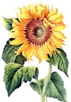 [Sunflower.bmp]