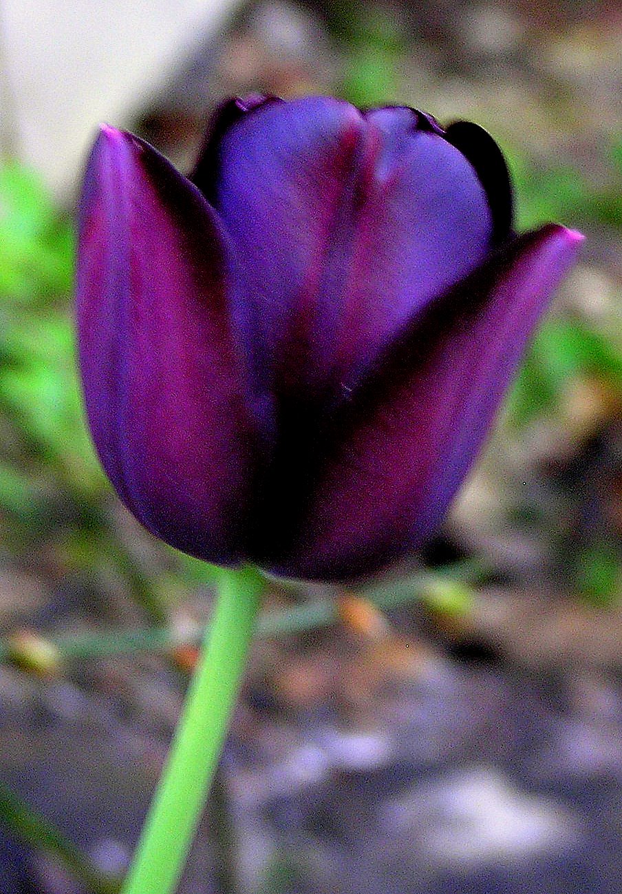 [Black+Tulip+revisited.jpg]
