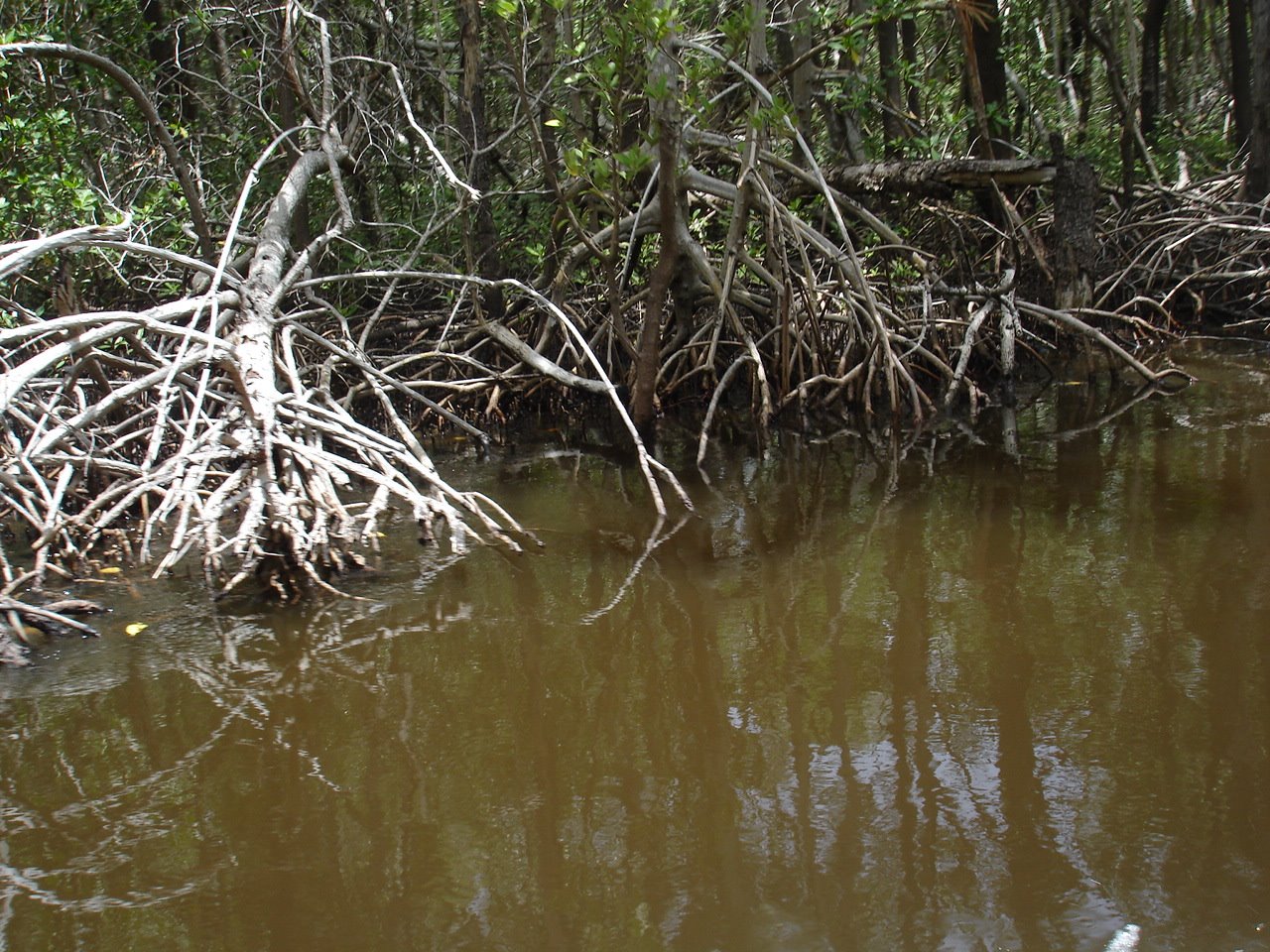 [mangroves.JPG]