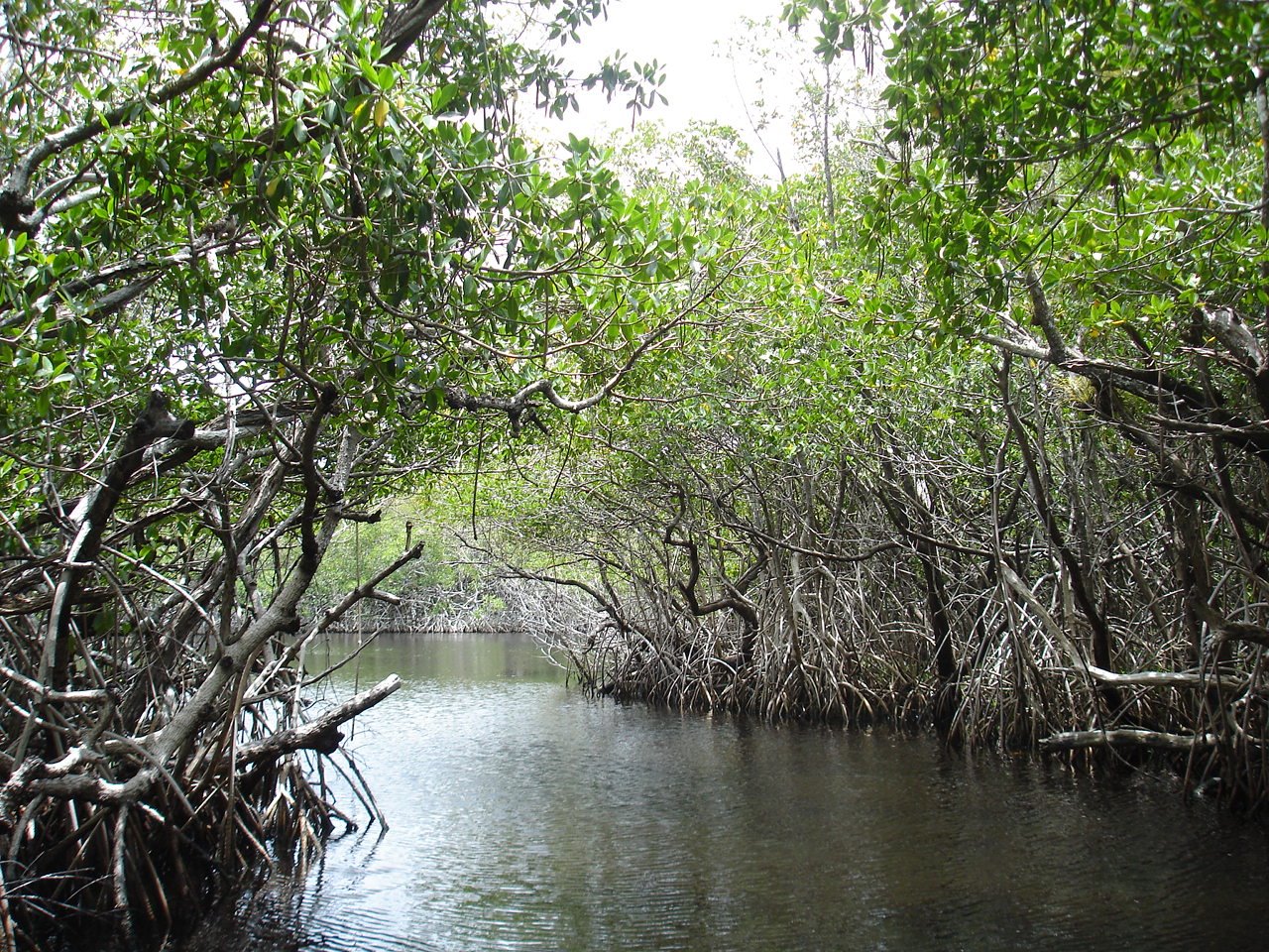 [mangroves2.JPG]