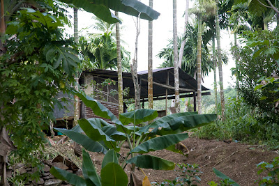 House in the jungle