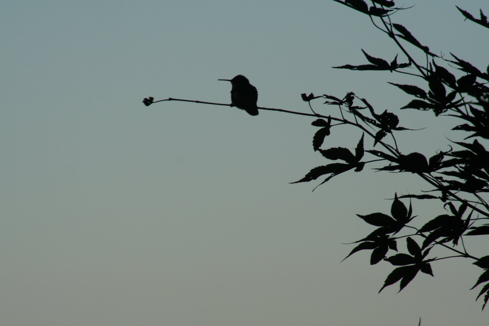 [hummingbird+silhouette.JPG]