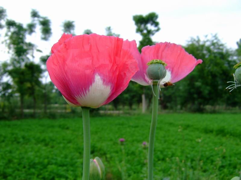 [opium-poppy-flower+(9).JPG]