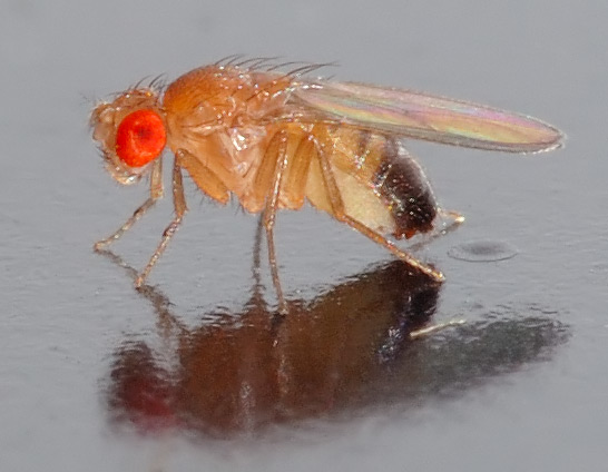 [Drosophila_melanogaster_-_side_%28aka%29.jpg]