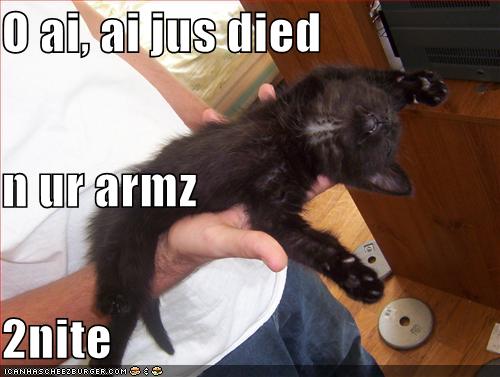 [funny-pictures-black-kitten-died-in-arms.jpg]
