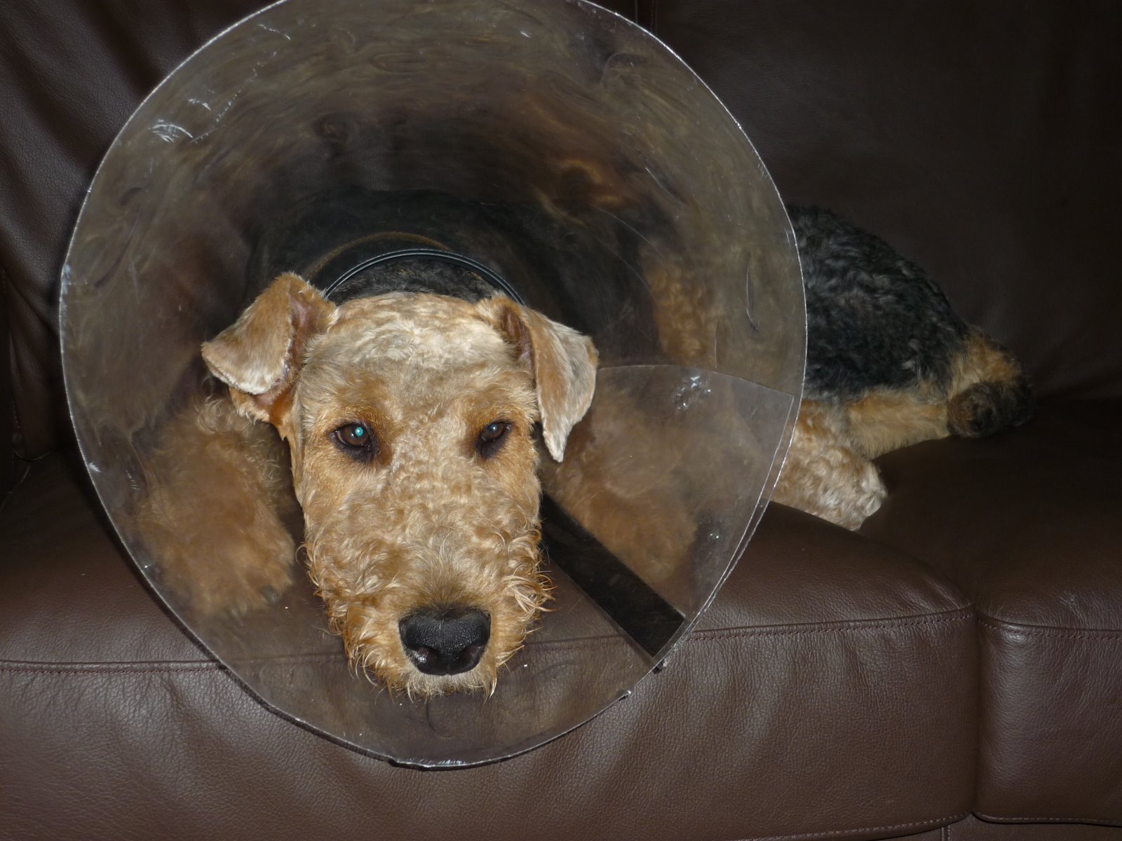 [cone+on+couch.JPG]