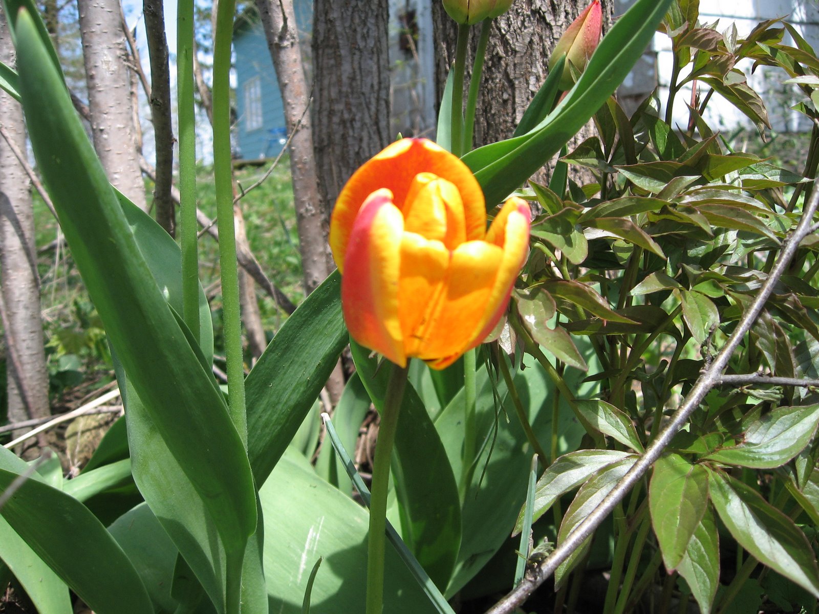 [Tulip+-+a+cup+of+color.JPG]