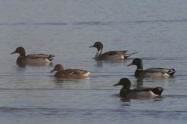 Pintail at Dunstable Wetland Reserve