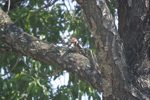 [Middle_Spotted_Woodpecker_MG_5255.jpg]