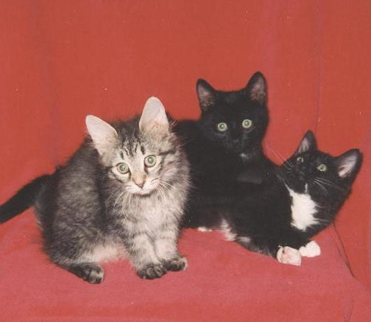 [3+Kittens+1994.jpg]