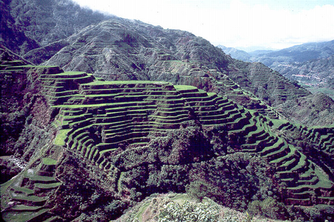 [Rice_terraces.png]