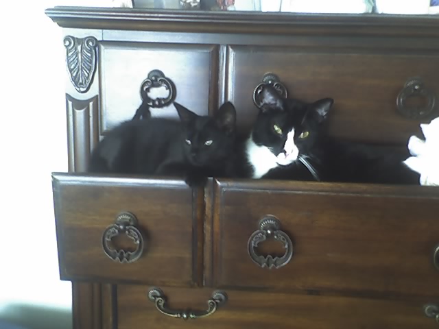 [cats+in+drawer+2.jpg]