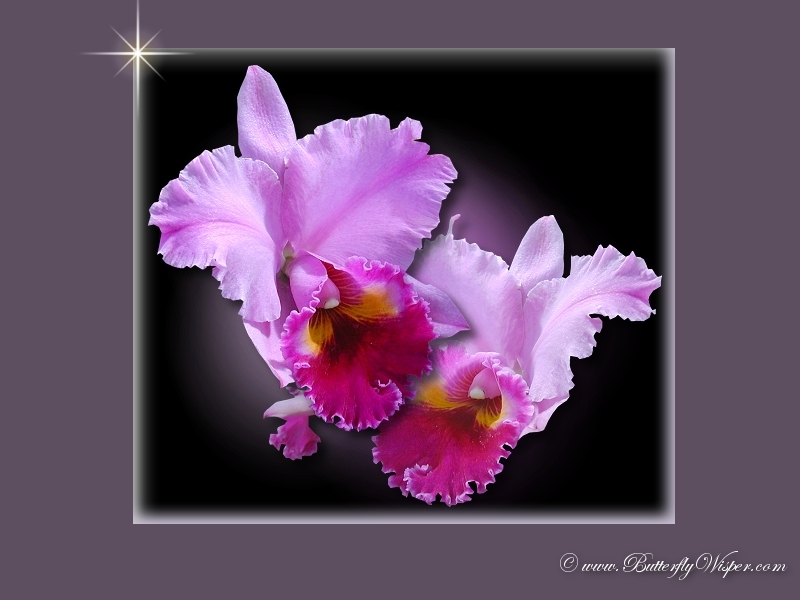 [orchid_purple_1.jpg]