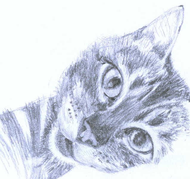 [drawing+-+cat.jpg]