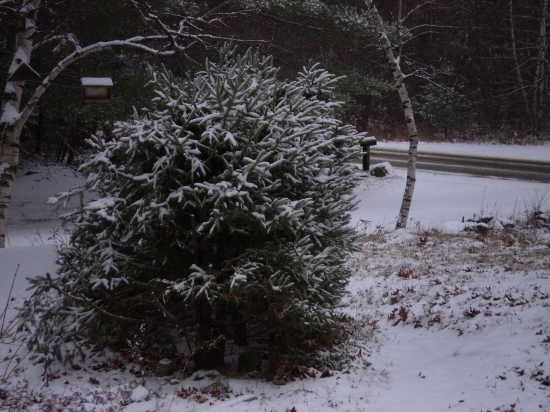 [First+snow,+walkway+550.jpg]