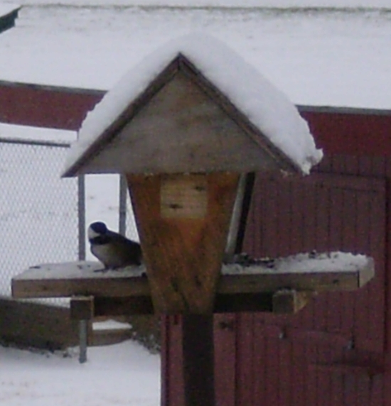 [Chickadee,+snow+seeds+on+other+side+550.jpg]