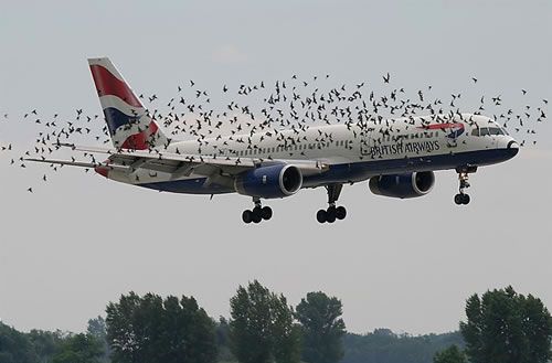 [crows+flying+with+british+air+ways.jpg]