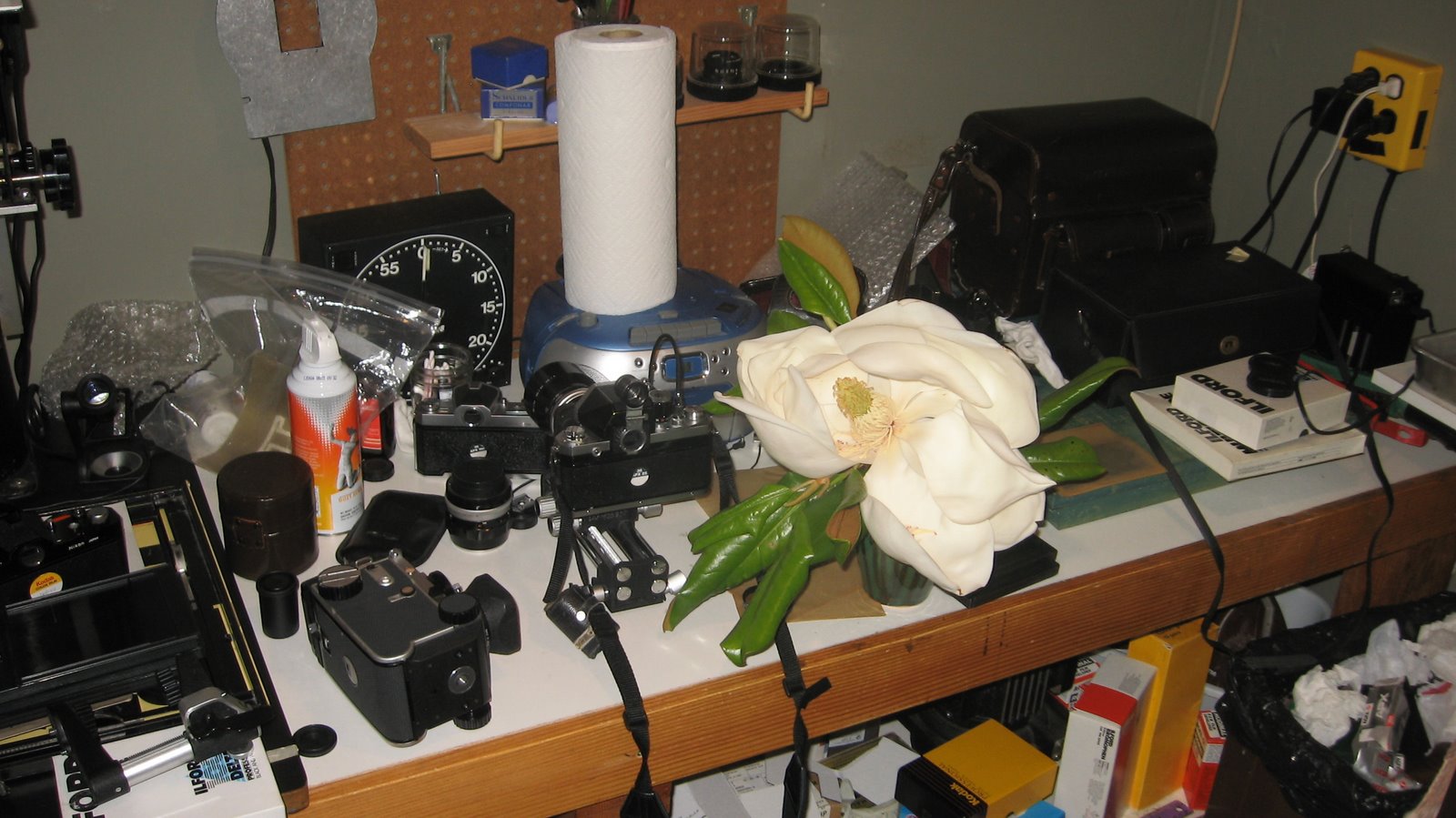 [magnolia+flower+with+cameras.jpg]