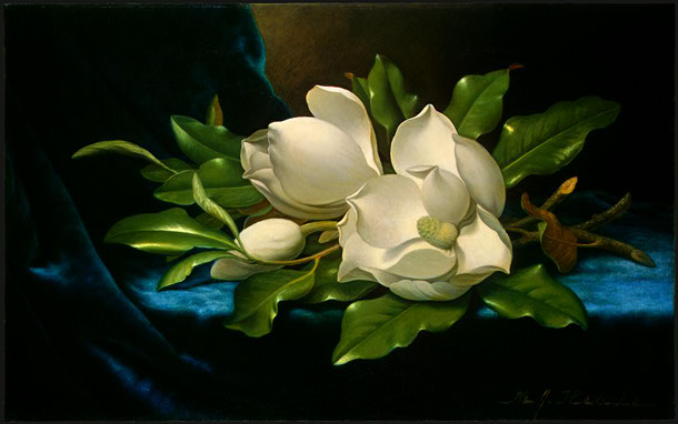 [magnoliaheade.jpg]