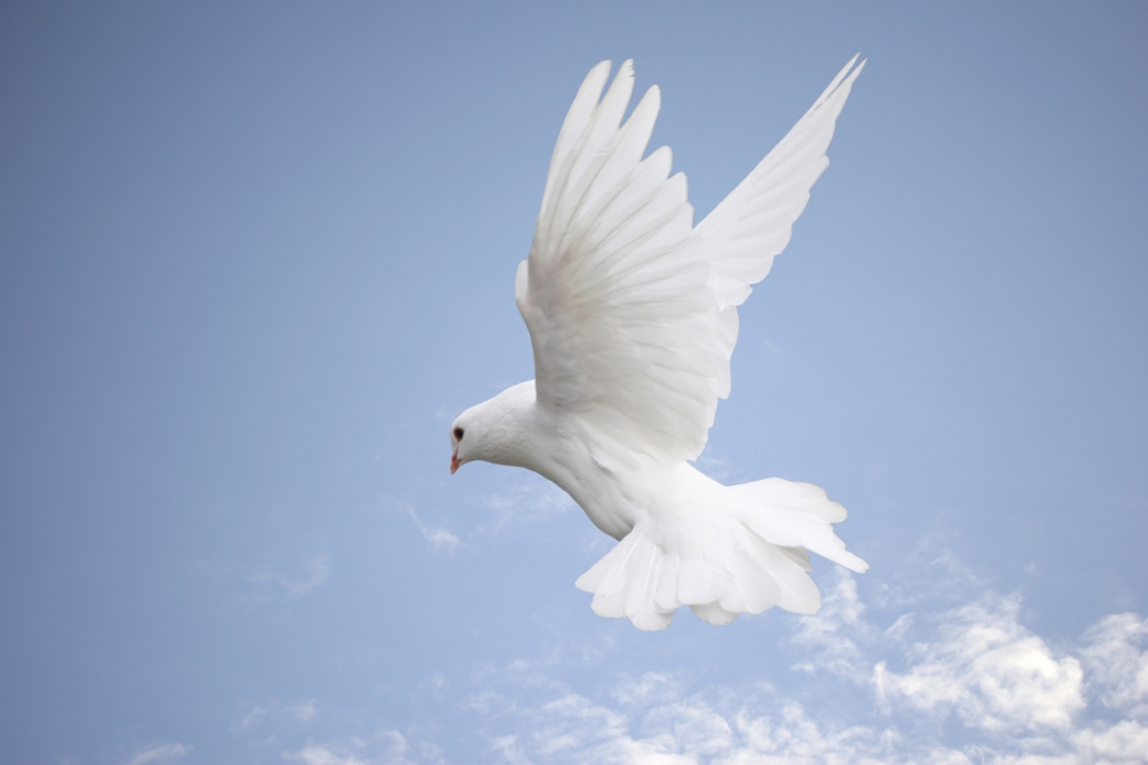 [peace+dove.JPG]