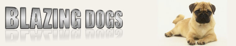 Dogs, all about dogs, breeders, breeds, Indian breeds, vets, trainers, boarding kennels,
