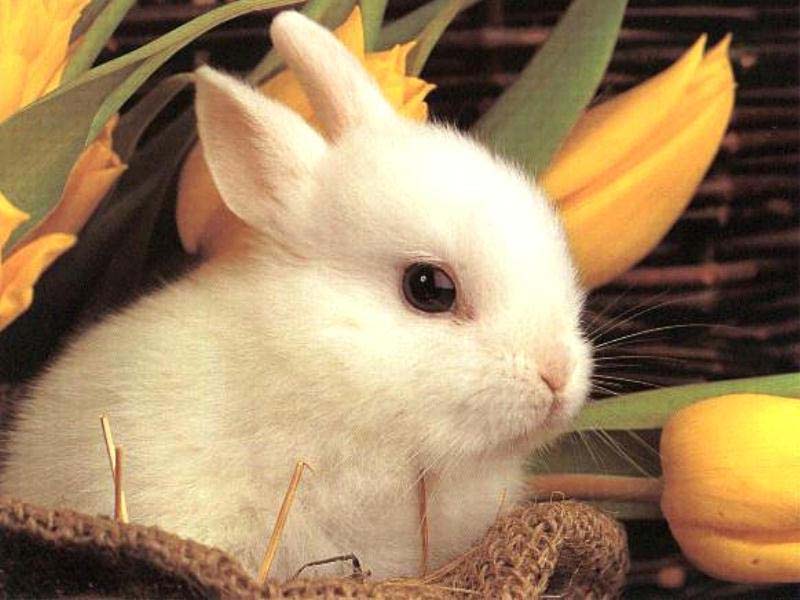 [cute_baby_bunny.jpg]