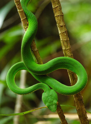 [green-snake.jpg]