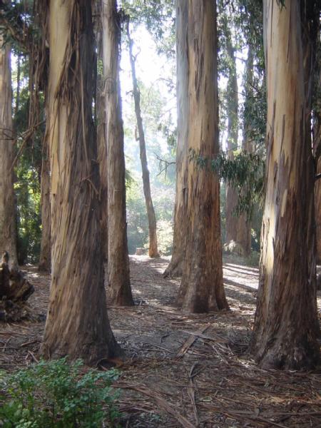 [eucalyptus+trees.jpg]