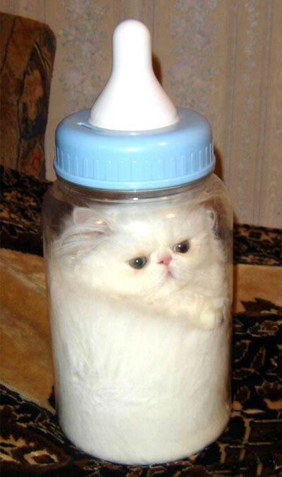 [2007-09-17+cat-in-a-bottle+copy.jpg]