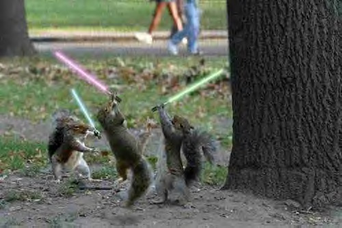 [JediSquirrels.jpg]