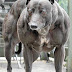 Big Wendy the Muscular Whippet Dog