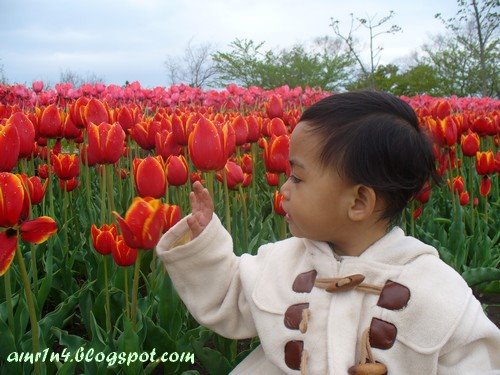 [Hsy-tulip.JPG]