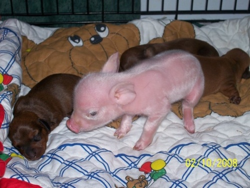 [piglet+with+dachshunds.jpg]