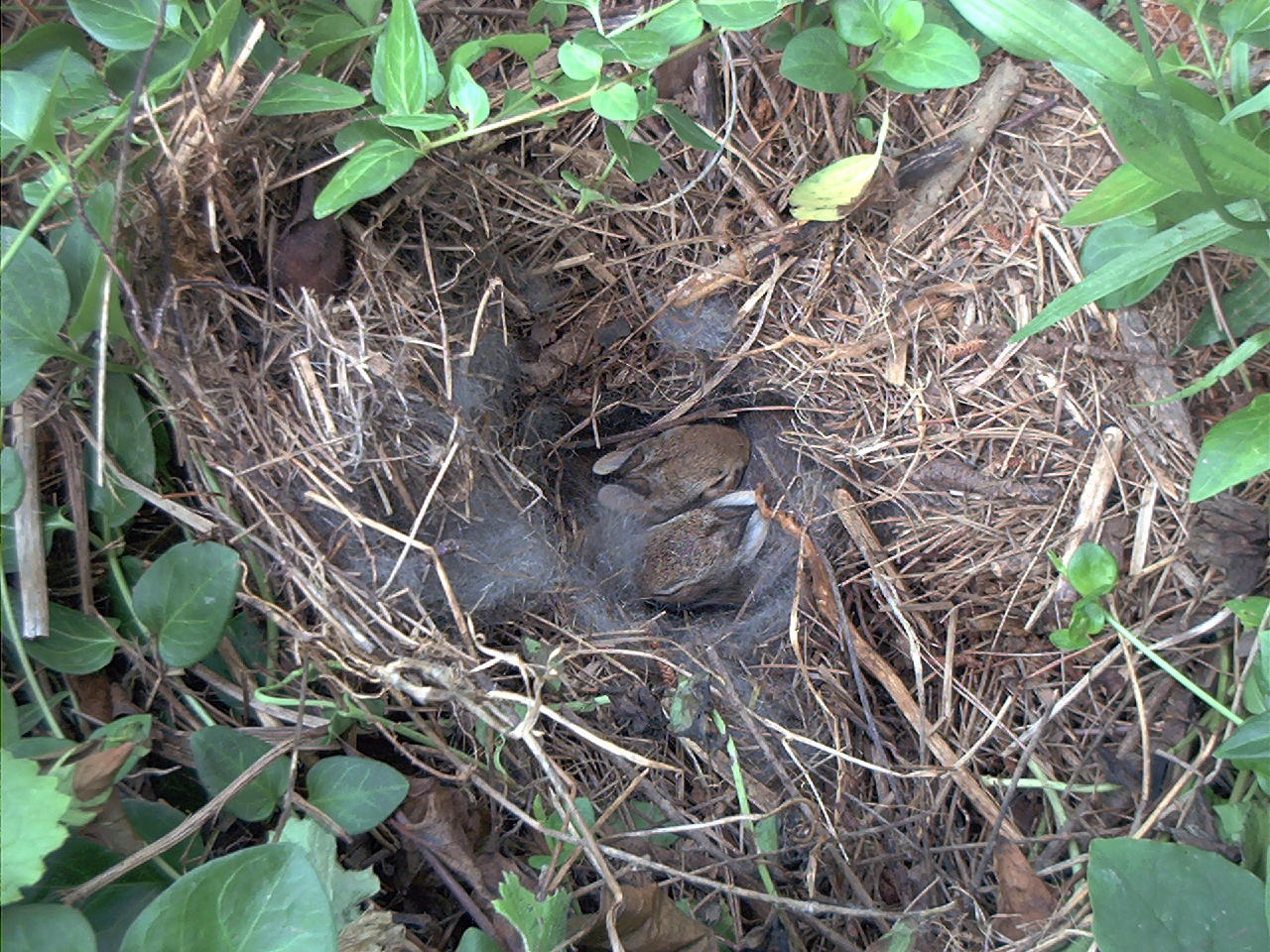 [bunnies+in+nest.jpg]