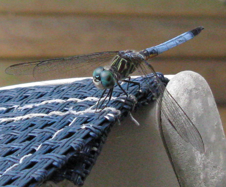 [July+3,+2008+dragonfly+2.JPG]