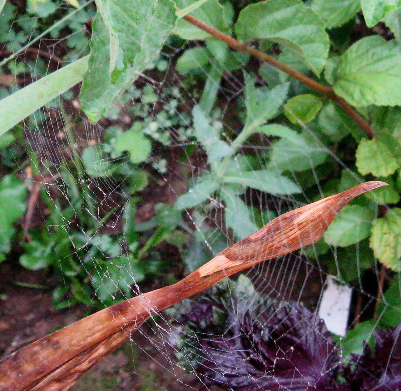[July+11,+2008+spider+webs+045+(2).JPG]