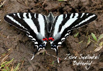 [zebra+swallowtail+copy.jpg]