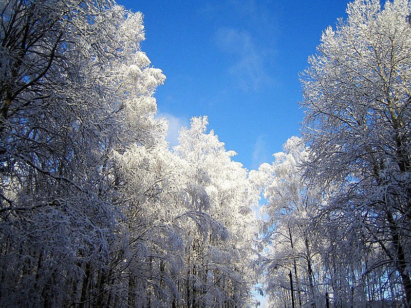 [forest-winter.jpg]