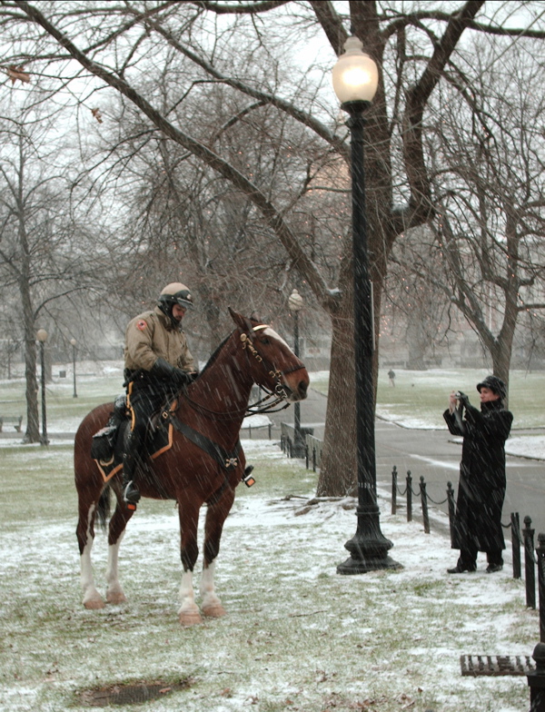 [horsein+the+snow.jpg]