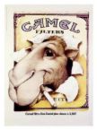 [camel+smoke.jpg]