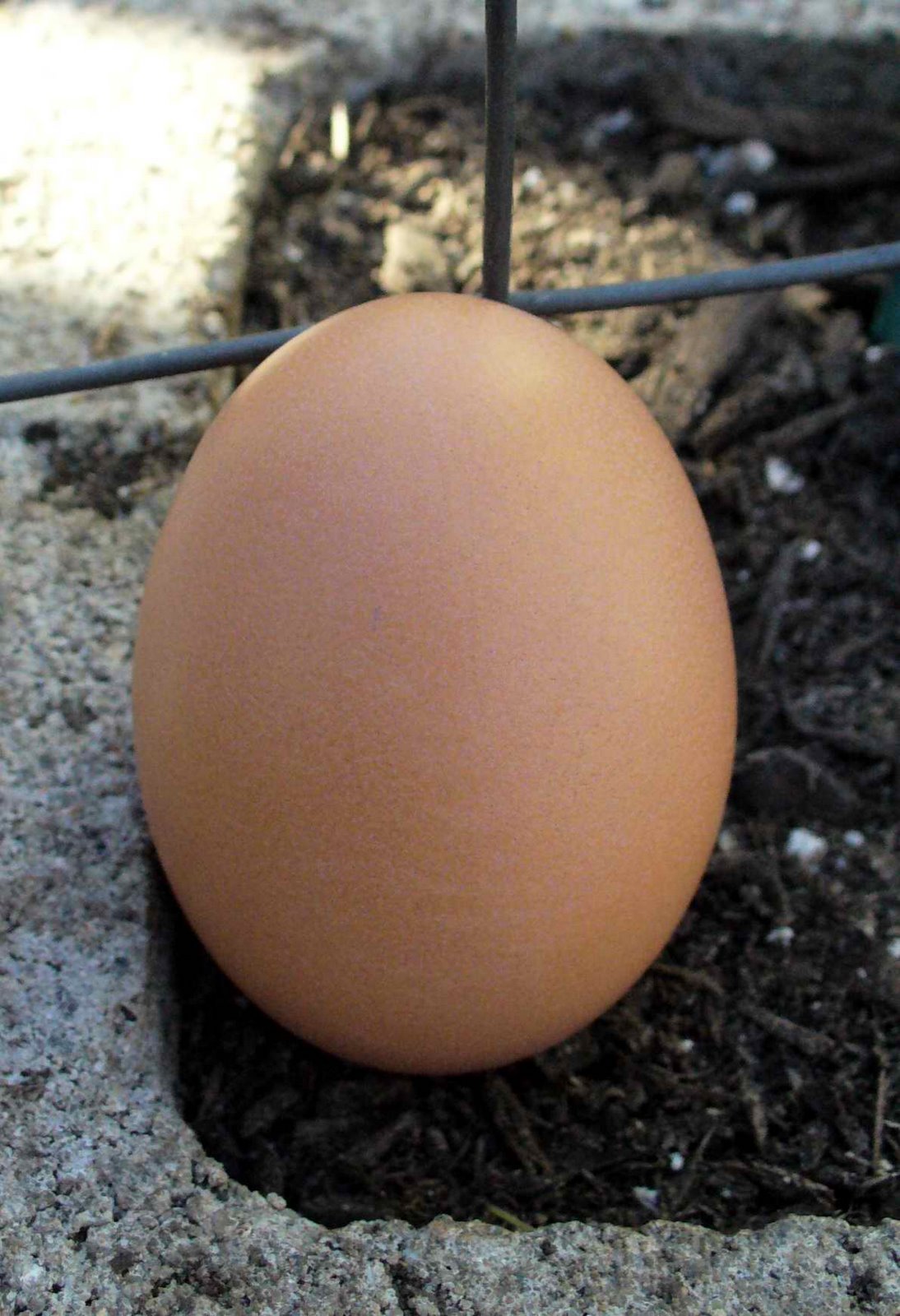 [Our+first+egg-courtesy+of+Hazel.jpg]