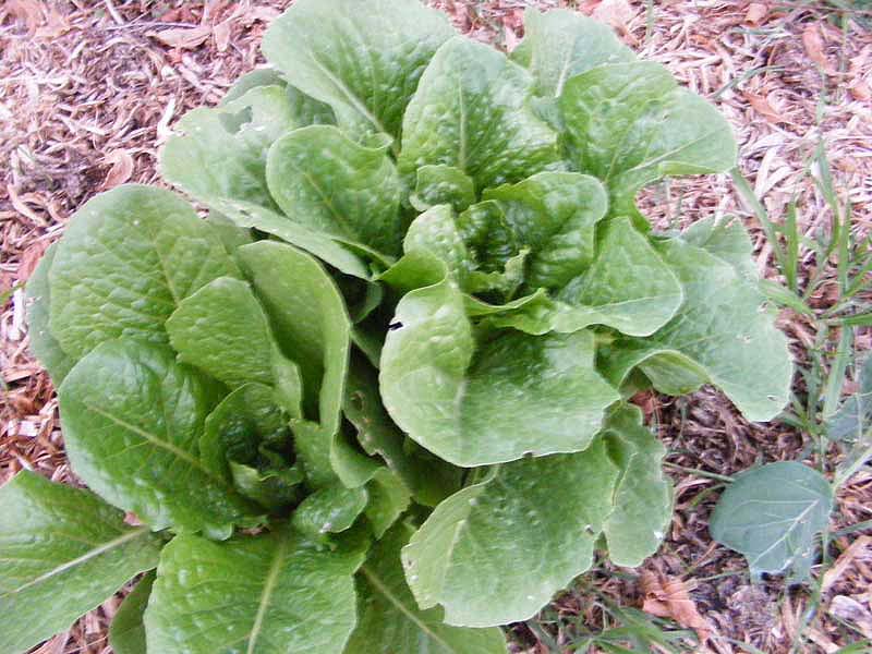 [cos-lettuce2.jpg]