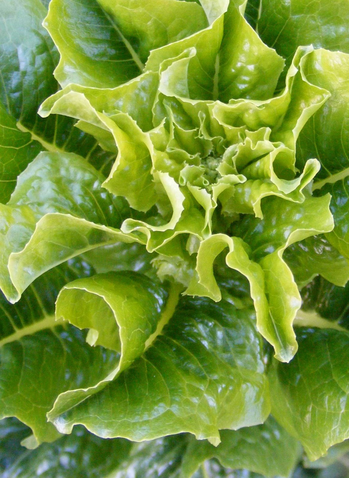[lettuce1.jpg]