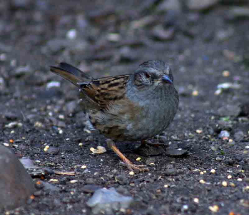 [65+Sparrow.JPG]